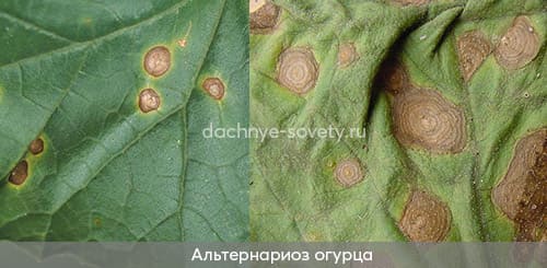 Огурцы болеют альтернариозом