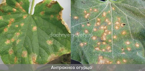 Медянка на огурцах