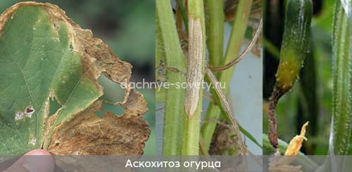 Так выглядят огурцы, болеющие аскохитозом