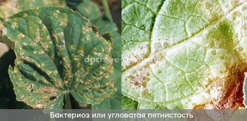 Огурец c угловатой пятнистостью