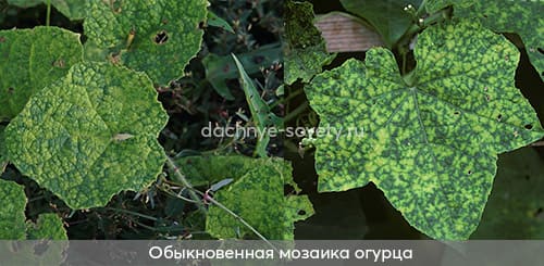 Огурец поражен вирусом огуречной мозаики