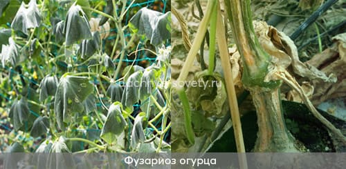 Фузариозная корневая гниль и увядание