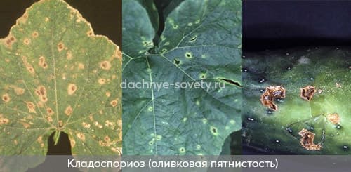 Огурцы заражены кладоспориозом