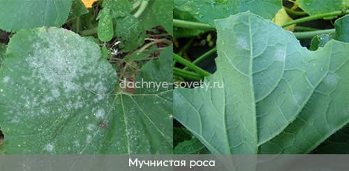 Огурцы больны мучнистой росой