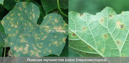 Огурец болеет пероноспорозом