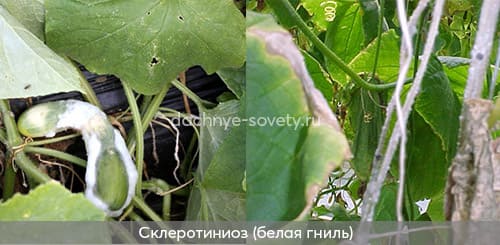 Склеротиниоз на огурцах