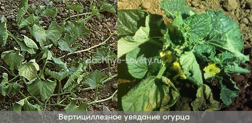 Огурец поражен возбудителем вертициллезного увядания