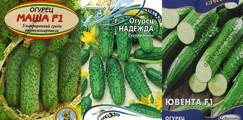 Компактные огурцы