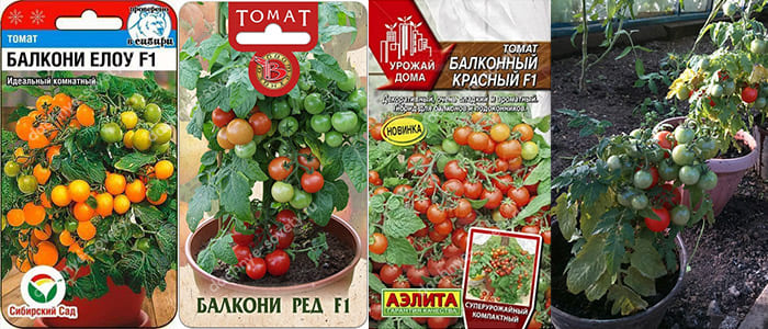 Гибриды комнатных томатов Балкони Елоу и Балкони Ред
