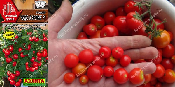 Гибрид томата для горшечной культуры Чудо карлик