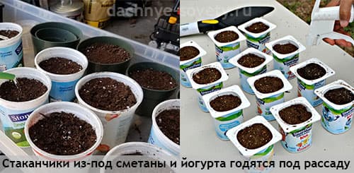 Рассадные горшочки из пластиковых стаканчиков