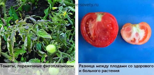 Помидоры пораженные фитоплазмозом