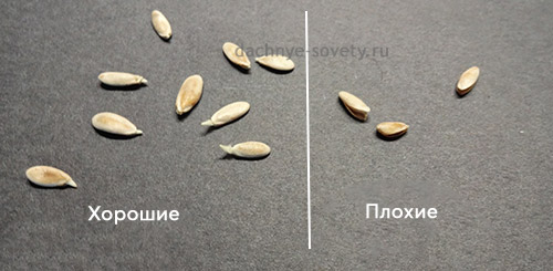 Отбираем самый лучший посевной материал