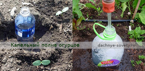 Как сделать капельный полив из бутылок