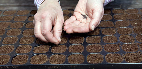 Сроки посева семян на рассаду
