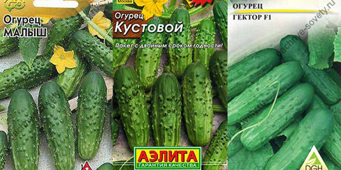 Сорта и гибриды кустовых огурцов