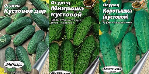 Кустовые огурцы