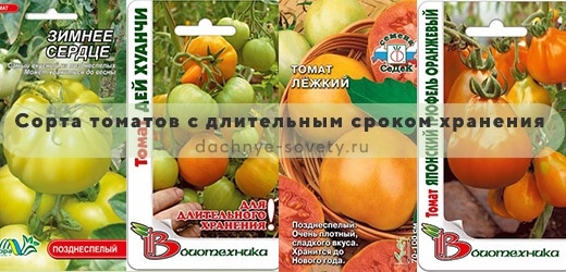 Томаты длительного хранения: фото сортов