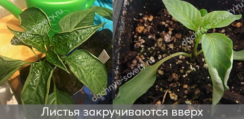 Листья у перцев скручиваются вверх