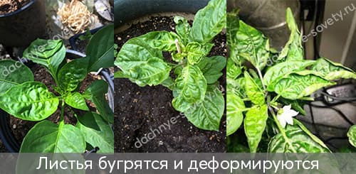 Скрученные листья перцев