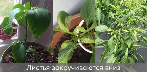 У перца листья закручены вниз