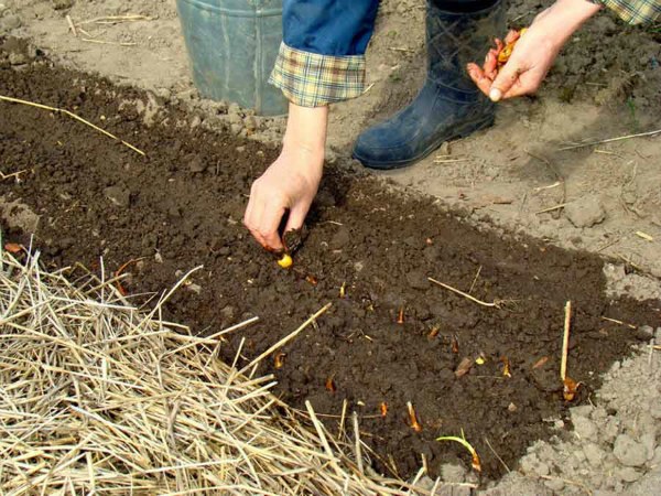 Лунный календарь на апрель 2019 года садовода и огородника