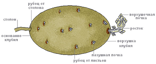 Выращивание картофеля из верхушек
