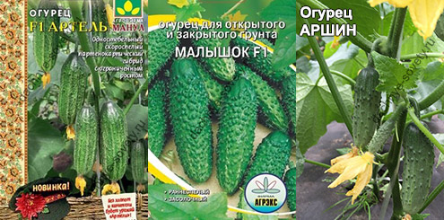 Огурцы в один стебель