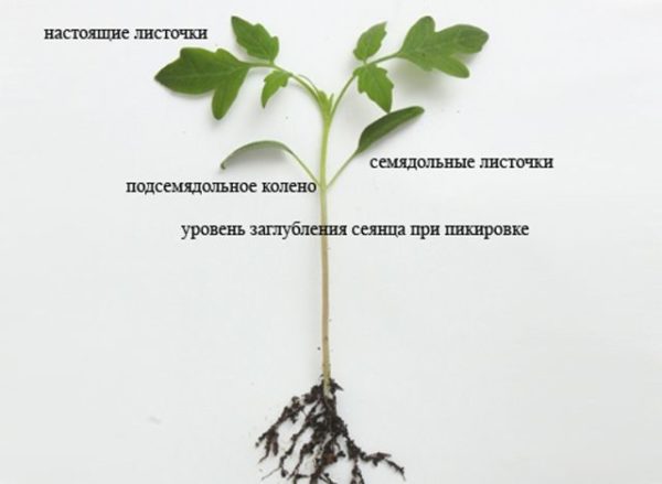Пикировка помидор в апреле 2019 по лунному календарю