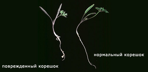 Корявая морковь что делать