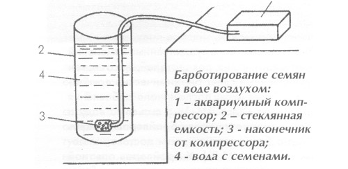 Подготовка семян к посадке: барботирование