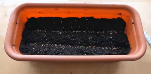 Как вырастить рукколу дома из семян