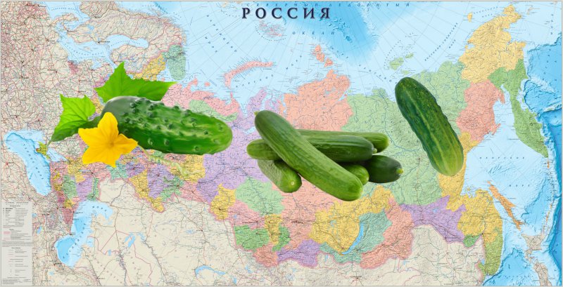 Посадка огурцов на рассаду в 2019 году по лунному календарю