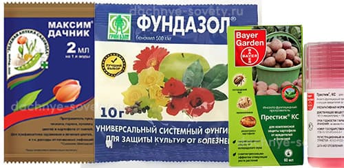 Протравливаем семечки в чесночном настое