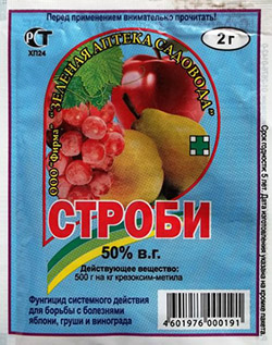 Что помогает от фитофторы