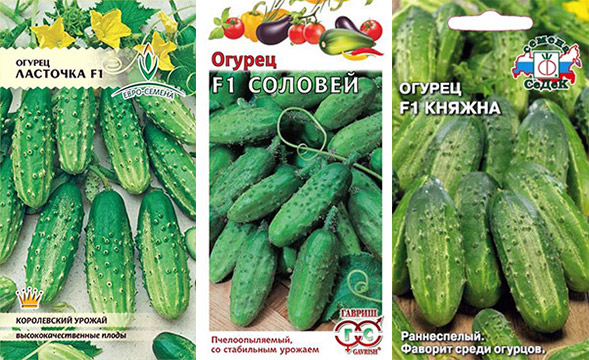 Ранние сорта огурцов Устойчивые к болезням огурцы
