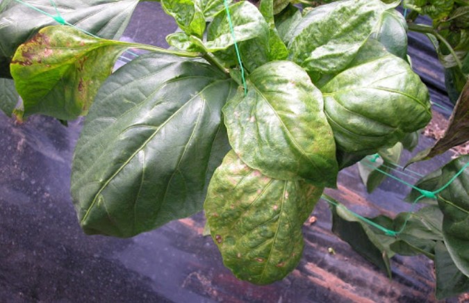 rassada-pertsev-1