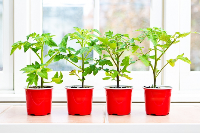 rassada-tomatov-na-podokonnike