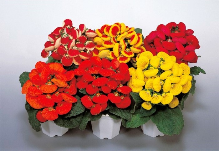 Фото rassada v yanvare