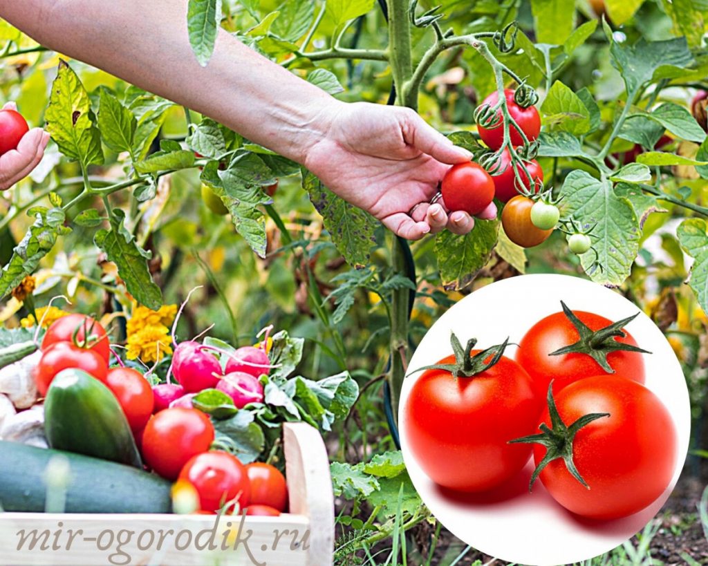 sbor-tomatov-s-kusta