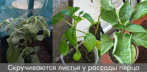 Скручиваются листья у рассады перца