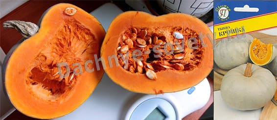 Сладкий сорт тыквы Крошка: описание и фото