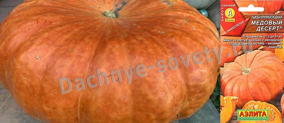 Сладкий сорт тыквы Медовый десерт: описание и фото