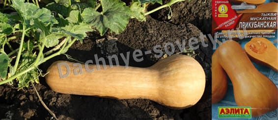 Сладкий сорт тыквы Прикубанская: описание и фото