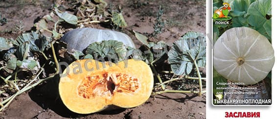Сладкий сорт тыквы Заславия: описание и фото