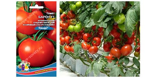 Гибрид томатов, устойчивых к кладоспориозу, Барон