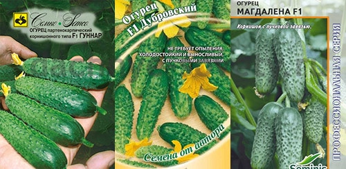 Болезнеустойчивые гибриды огурцов