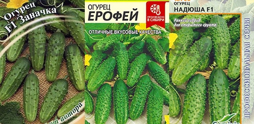 Пчелопыляемые болезнеустойчивые сорта огурцов