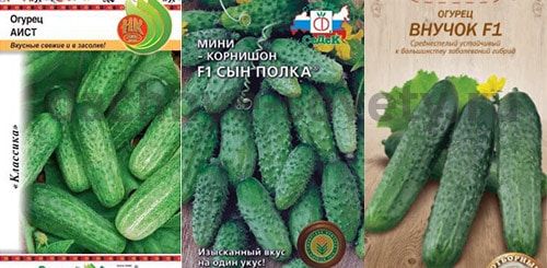 Устойчивые к заболеваниям огурцы для открытого грунта