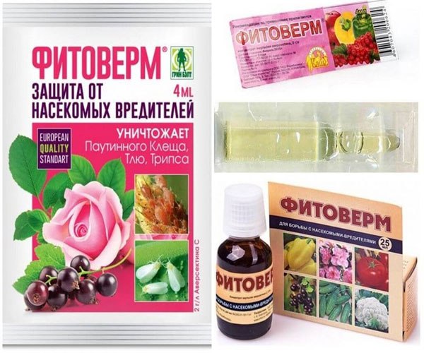 Фото virashivanie perca na podokonnike